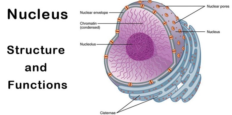 Functions of the Nucleus in Plant Cells - GreenMetric Universitas Medan ...